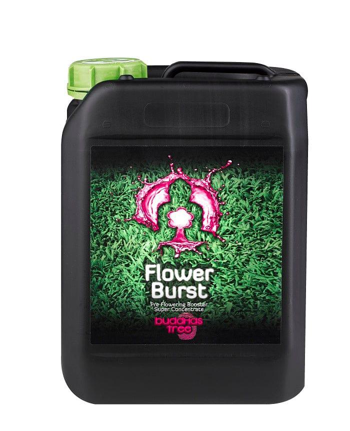 Buddhas Tree Flower Burst