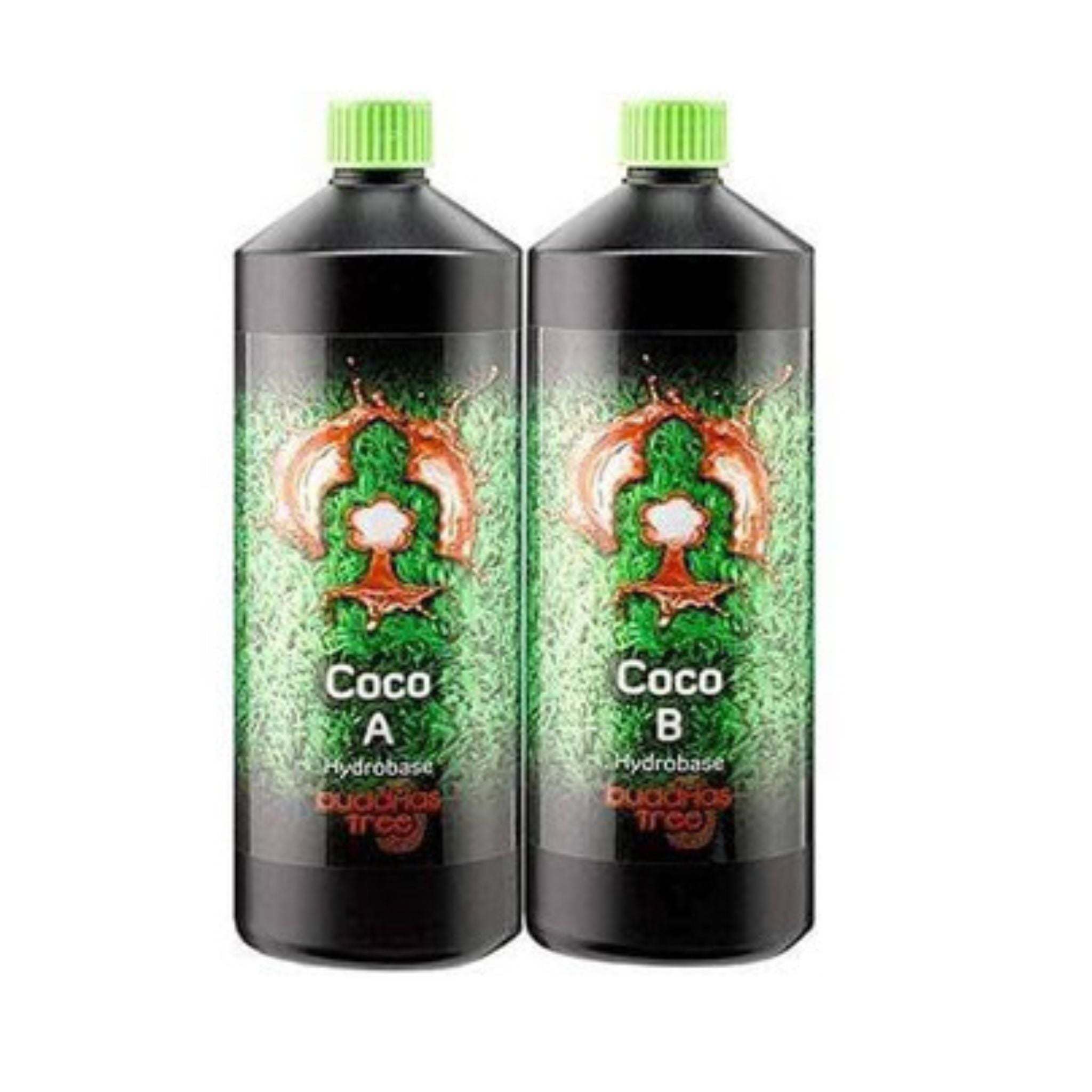 Buddhas Tree Coco (A&B)