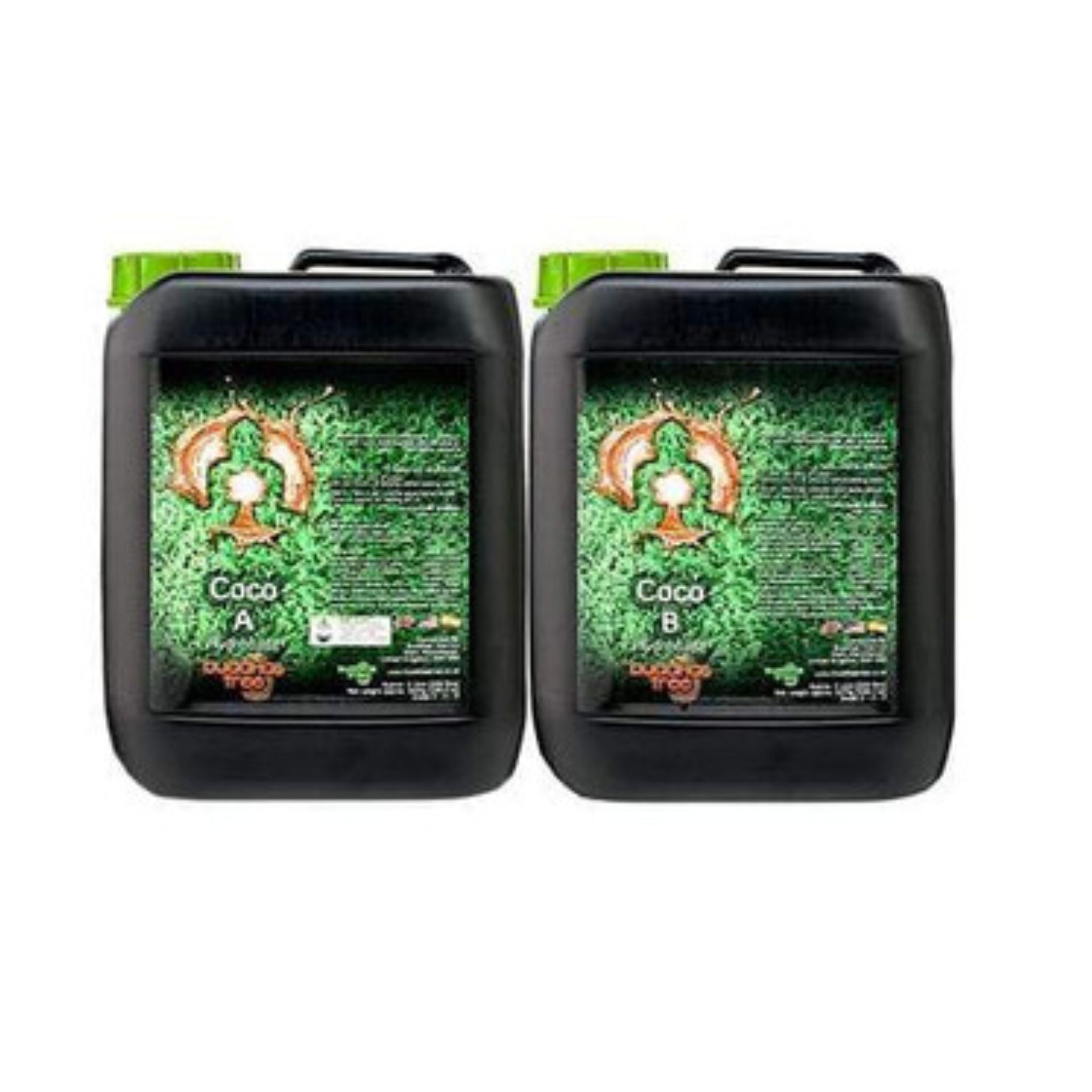 Buddhas Tree Coco (A&B)