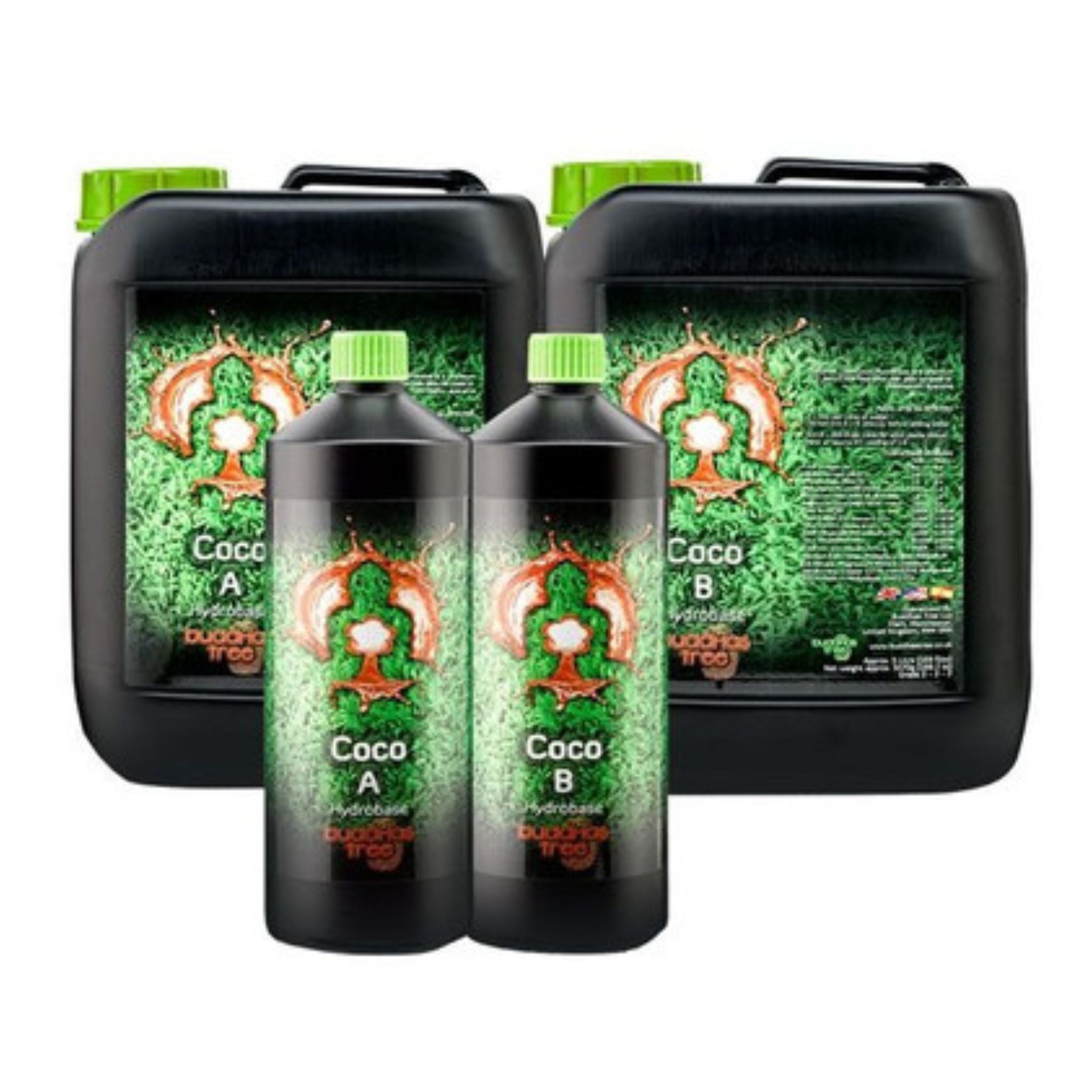 Buddhas Tree Coco (A&B)