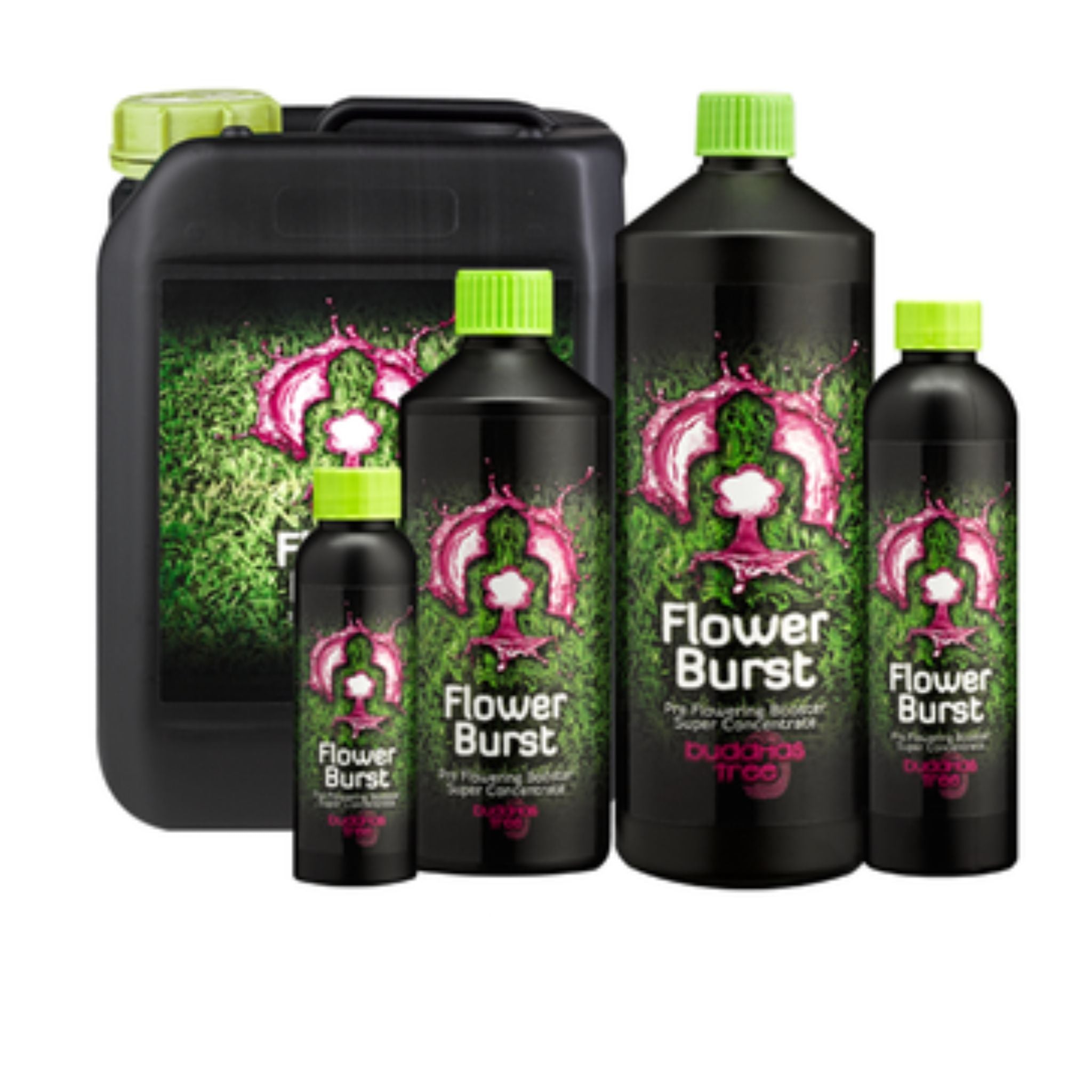 Buddhas Tree Flower Burst