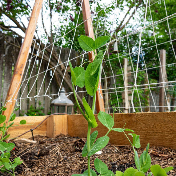 IV:XX Growers Choice 100m Natural Jute Garden Twine (Ball)