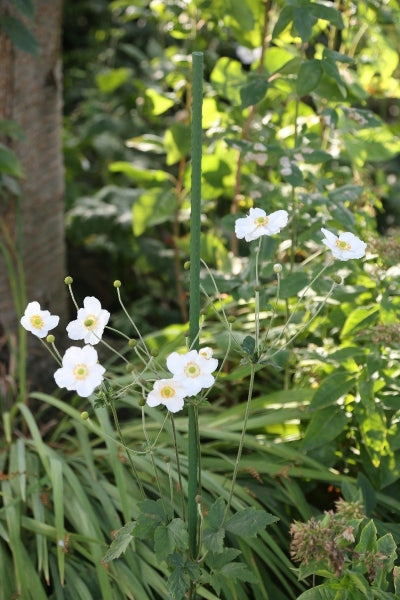 IV:XX Growers Choice PVC Coated Plant Poles