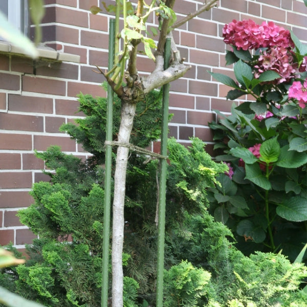 IV:XX Growers Choice PVC Coated Plant Poles