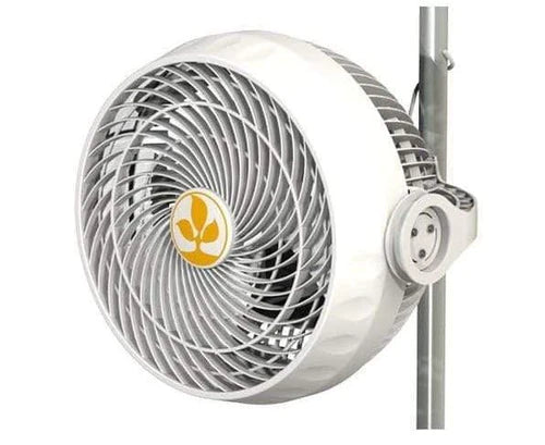 Secret Jardin Monkey Fans