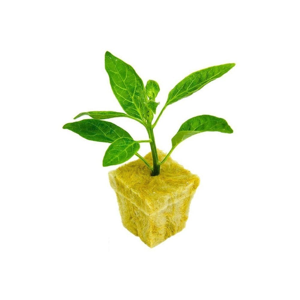 Grodan SBS Rockwool Cubes