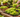 The Complete Guide to Growing Lettuce at Home!