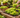 The Complete Guide to Growing Lettuce at Home!