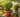 The Complete Guide to Growing Chilli Plants at Home