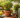 The Complete Guide to Growing Chilli Plants at Home