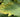 Why Plant Leaves Turn Yellow - And How to Fix Them