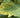 Why Plant Leaves Turn Yellow - And How to Fix Them