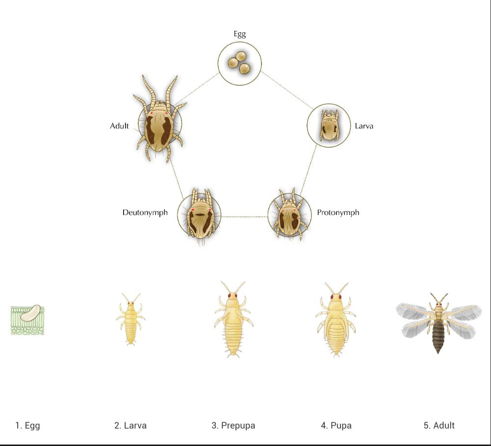 Understanding the Life Cycles of Spider Mites and Thrips: How to Break the Cycle and Eliminate These Pests