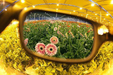 Lumii Growroom Glasses